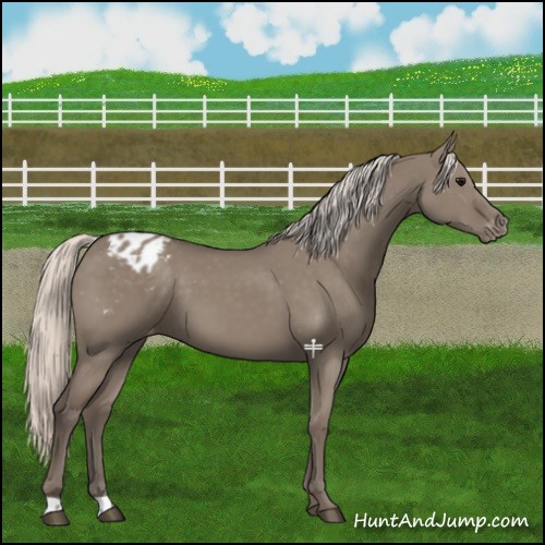 Horse Color:Silver Grullo Appaloosa 