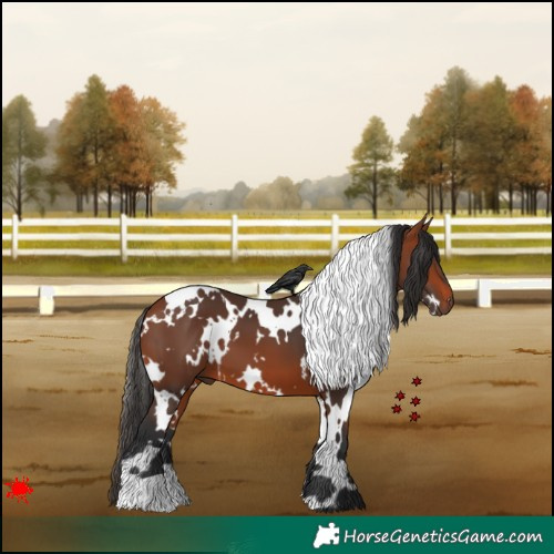 Horse Color:White Spotted Bay 