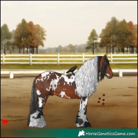 Horse Color:White Spotted Bay 