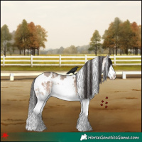 Horse Color:White Spotted Bay Dun Splash 