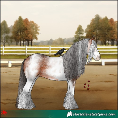 Horse Color:White Spotted Bay
