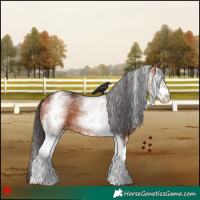 Horse Color:White Spotted Bay 
