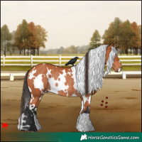 Horse Color:White Spotted Bay Rabicano