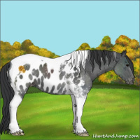 Horse Color:Black Tobiano Appaloosa 