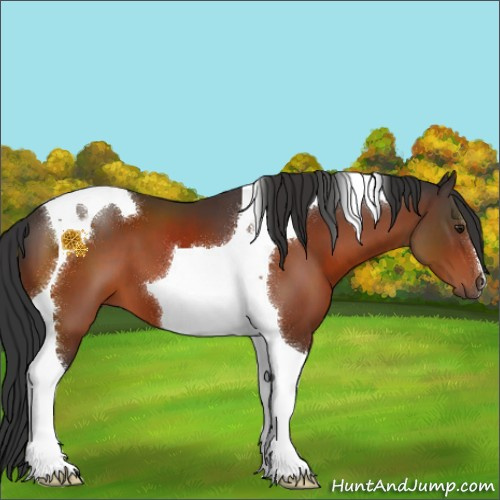 Horse Color:Brown Tobiano 