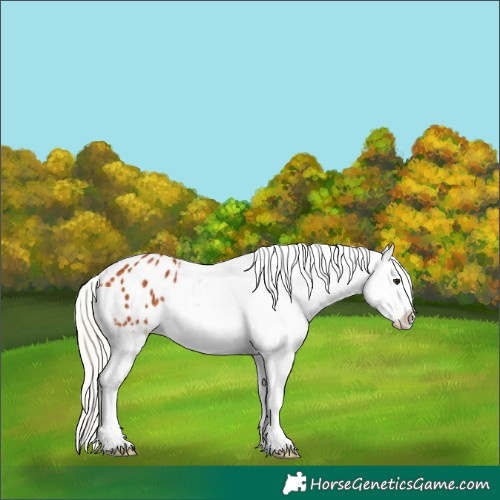 Horse Color:Silver Bay Appaloosa 