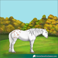 Horse Color:Silver Bay Appaloosa