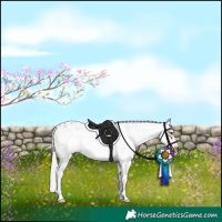 Horse Color:White Spotted Silver Brown Sabino Frame