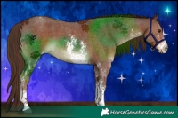 Horse Color:Liver Chestnut Sabino Appaloosa 