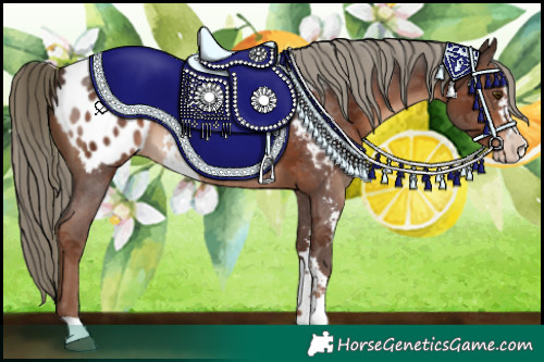 Horse Color:Liver Chestnut Sabino Appaloosa 