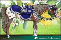 Horse Color:Liver Chestnut Sabino Appaloosa 