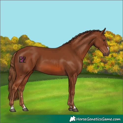 Horse Color:Chestnut 