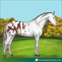Horse Color:Bay Blanket 