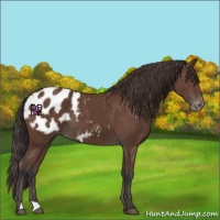 Horse Color:Bay Appaloosa 