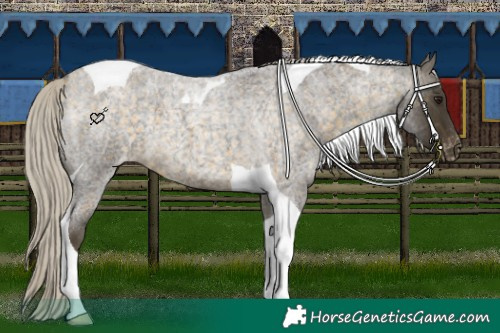 Horse Color:Silver Buckskin Roan Tobiano Appaloosa 