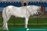 Horse Color:Silver Buckskin Roan Tobiano Appaloosa 