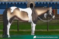 Horse Color:Brown Onyx Tobiano 