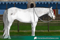 Horse Color:Brown Ice Roan Splash