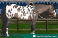 Horse Color:Bay Dun Sabino Appaloosa 