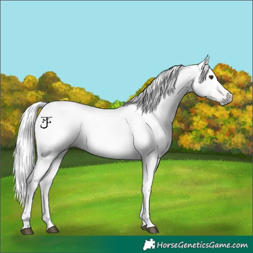 Horse Color:Gray Red Roan Tobiano 