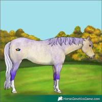 Horse Color:Watercolor Silver Buckskin Roan Rabicano 