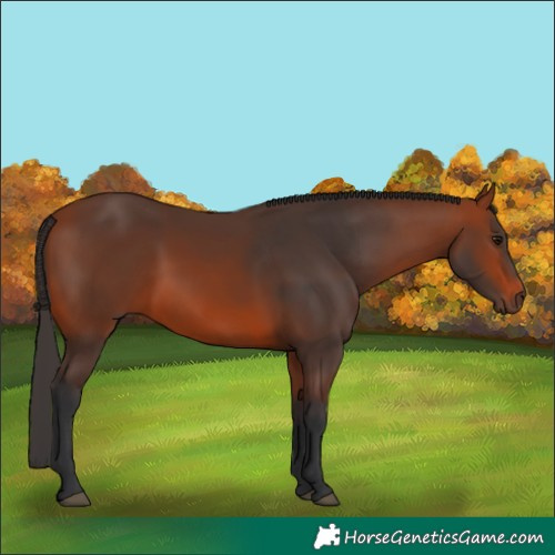 Horse Color:Bay 