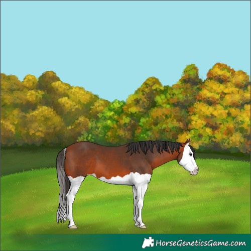 Horse Color:Brown Splash