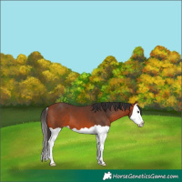Horse Color:Brown Splash 