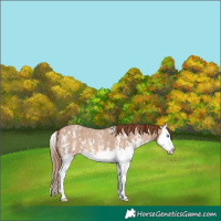 Horse Color:Red Dun Sabino Splash 
