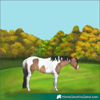 Horse Color:Brown Dun Tobiano 