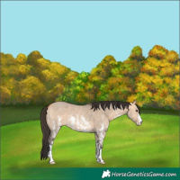 Horse Color:Bay Dun Sabino