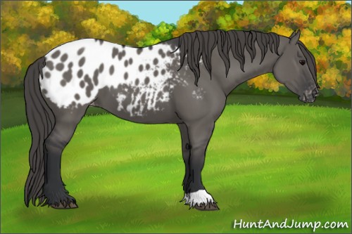 Horse Color:Grullo Appaloosa 