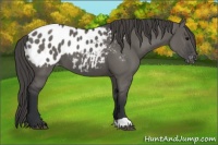Horse Color:Grullo Appaloosa