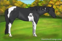 Horse Color:Black Sabino Tobiano
