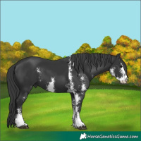 Horse Color:Black Sabino 