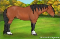 Horse Color:Bay Roan Sabino 
