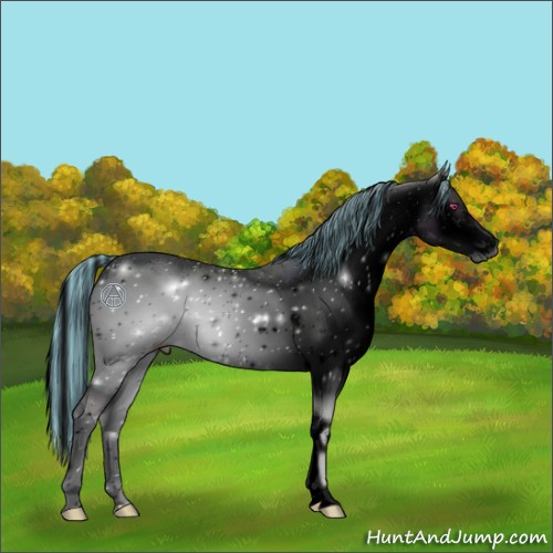 Horse Color:ERROR: UNKNOWN ANOMALY