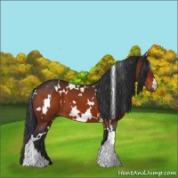 Horse Color:White Spotted Bay 