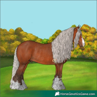 Horse Color:Silver Bay Rabicano 