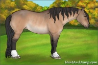 Horse Color:Bay Dun Rabicano 