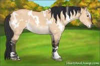 Horse Color:White Spotted Bay Dun 