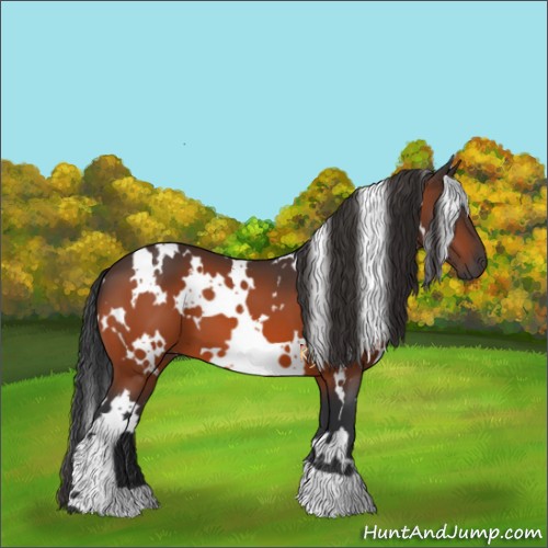 Horse Color:White Spotted Bay 