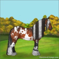 Horse Color:White Spotted Bay 