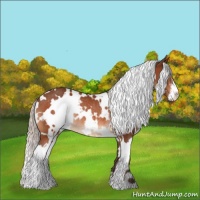 Horse Color:White Spotted Silver Bay Sabino Rabicano