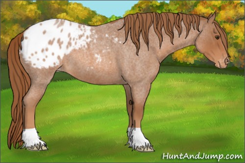 Horse Color:Red Roan Appaloosa 