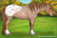 Horse Color:Red Roan Appaloosa