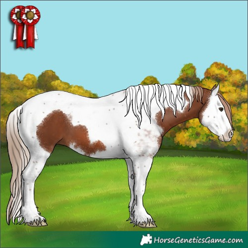 Horse Color:Chestnut Splash Tobiano 