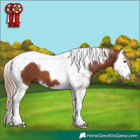 Horse Color:Chestnut Splash Tobiano