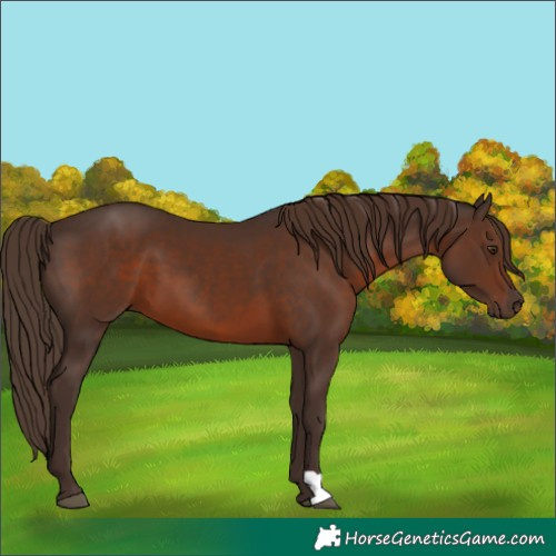 Horse Color:Liver Chestnut