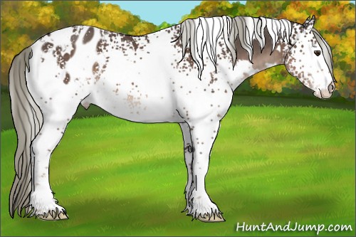 Horse Color:White Spotted Liver Chestnut Mushroom Appaloosa 